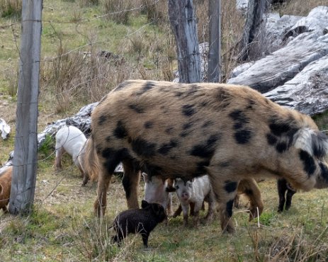 IMG_5743 0910/2019 - Chevaux, vaches, moutons sont souvent en liberté sur les pistes, aujourd'hui on peut rajouter les cochons. What a gorgeous mix of babies - I worried...