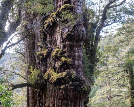 IMG_5752 0910/2019 - Visite spéciale pour Jo qui désirait voir l'arbre le plus vieux du Chile ("l'abuelo"), un alerce de + 3 500 ans ! At last I get to meet the Abuelo...