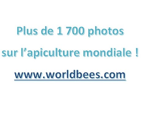 worldbees Allez sur le site Worldbees- Cliquez ICI !
