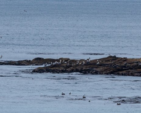 IMG_5776 15/10/2019 - Une escadrille de pélicans et de cormorans est venu nous rendre visite, pas pour nos beaux yeux mais parce que les sardines abondaient ce jour-là....