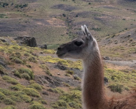 IMG_3116 14/01/2019 - On se sait toujours pas si les guanacos crachent comme les lamas. Faut dire que l'on ne les exite pas. I can't believe these animals do anything as...